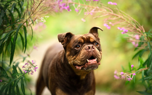 Bruno