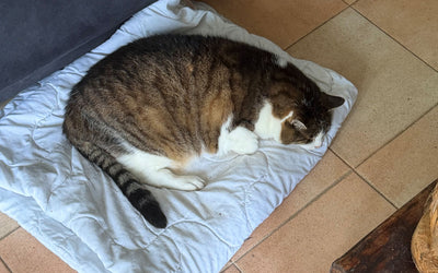 Findus