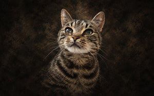 Tigger