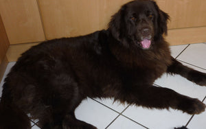 Danise
