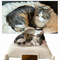 Monello Portraiturne Katze auf Kissen