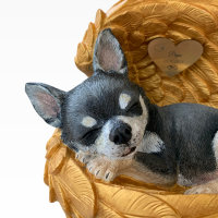 Monello Portraiturne Chihuahua in Engelsflügel
